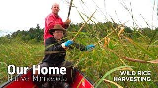 Wild Rice Harvesting