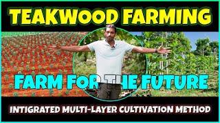 Teakwood Farming: Planting, Care, Harvesting | Varanashi Organic Farms | Teak Cultivation Guide