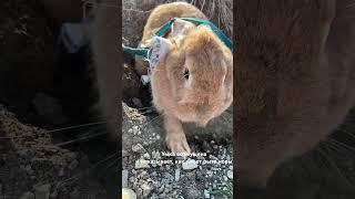 Кролик или зайчик?         #rabbit #кролик #приколысживотными #прикол #смешныеживотные #shorts #юмор