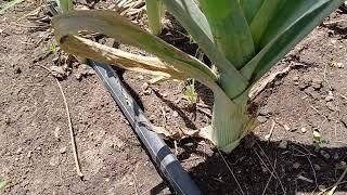 LEEKS FARMING || SIMPLER THAN FARMING ONION.