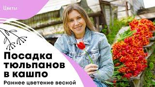 Посадка тюльпанов в кашпо | Раннее цветение весной