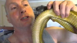 Snakeman kisses an inland Taipan