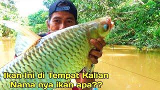 Beruntung sekali!! Ini ikan paling jarang kena pancing sekali kena ukuran nya super BABON