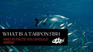 What Is A Tarpon Fish And 10 Facts You Should Know