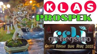 Bonsai Prospek TERBAIK Turun di pameran Grebeg Suro kota reog ponorogo