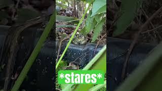 The Most Menacing Frog Ever #frog #cutefrog #nature #stare