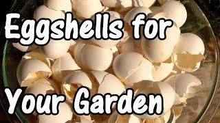 2 Min. Tip: How We Use Eggshells in Our Garden (Eggshell Calcium)