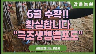 6월 수확하는 극조생캠벨포도 '메가블랙' #극조생캠벨포도#메가블랙#6월수확포도#캠벨포도#극조생#극조생과일#신품종묘목