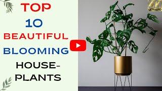 Top 10 Beautiful Blooming Houseplants | Best Indoor Plants To Have