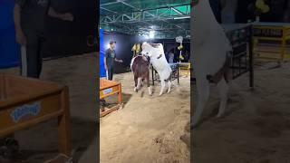 Choclate Bachre unloading cow #cattlemarket #cow