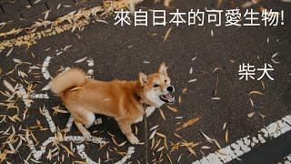 來自日本的可愛生物!柴犬的介紹與相關小知識!