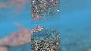 Crystal Bay Nusa Penida Bali Snorkel w/Turtles