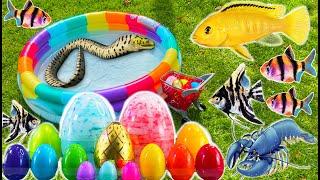 4 in 1 Colorful surprise eggs, crayfish, shark, angelfish,betta fish,catfish, butterfly fish in pool