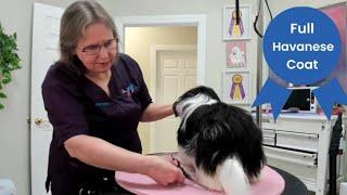 Havanese Grooming. How to wash, brush, dry, and trim a Havanese with long hair. Plus, tools links.