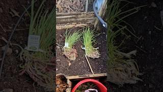 Companion Planting Carrots and Onions