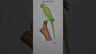 How to Draw a Parrot Easy #shorts #ytshorts #youtubeshorts #viralvideo #trending