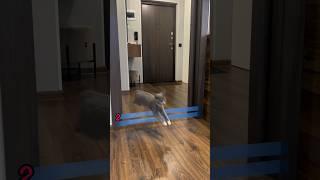 Летающая кошка  #кошки #cat #кот