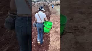 又是一年春耕季，忙碌的种土豆！#春耕 #三农 #回家种地
