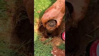 Replace Sprinkler Head in 5 Mins - Easy DIY Fix