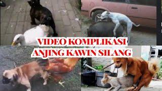 14 video anjing kawin silang dengan hewan lain