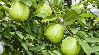 plant all how ot propagate |guava|   fruit| grow |cloning100root Basha Garden guava |seeds| allplant