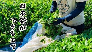 【農業女子】日本茶ができるまで【Japanese  tea】茶畑から番茶作り