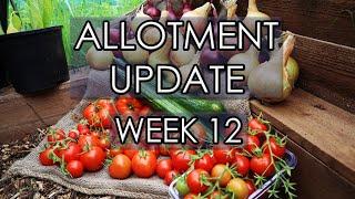Week 12 2020 Tomato Plant Update | Which Tomato Food Is Best?