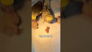 The weak parrot is disliked by its parents #shortvideo #animals #rescue #animals #parrot #cute