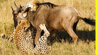 The Bloody Hunt: Survival of the Fittest in the Animal Kingdom | Nature’s Deadly Chase