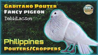 GADITANO POUTER - Fancy Pigeon || WingSocietyPH - About Pigeons || Dabid Lacson - Philippines