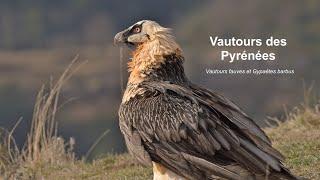 Vautours des Pyrénées : Vautours fauves et Gypaètes barbus