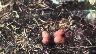 Cumbria Wildlife Trust - High Fell - Peregrine Story