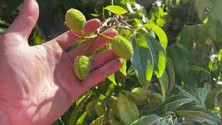 Lychee tree (sweet heart)