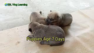 Our 3 puppies aged 7 days now 