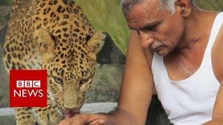 Indian man shares his house with leopards and bears - BBC News