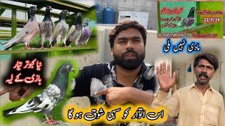 New Pigeons Ready Sunday Bazi 