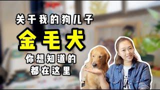 养狗推荐 | 温柔的暖男萌宠，养金毛犬的那些事情【养汪事务所】