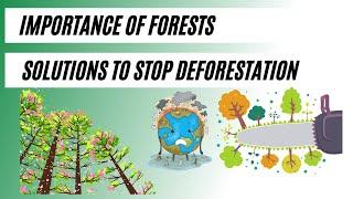 Why Forests are Important in 2023? | Causes and Effects of Deforestation | Deforestation Solutions