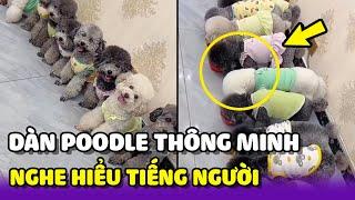 Dàn Poodle siêu thông minh hiểu tiếng người : Kêu tên là đứng lên chào  | Yêu Lu Official