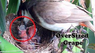 SUPER Interesting OVER-SIZED Mother Feeding | Baby bird Goes Crazy on Meal | Bulbul Baby bird nest 8