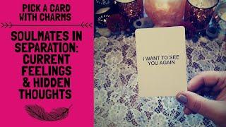 SOULMATES IN SEPARATION: CURRENT FEELINGS & HIDDEN THOUGHTS|CHARM PICK A CARD