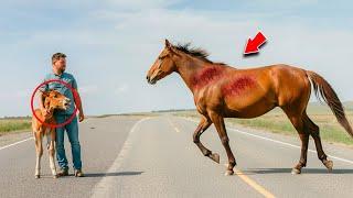 Man Finds Crying Baby Horse On Empty Road, Then Mother's Reaction Made Everyone BURST Into Tears!