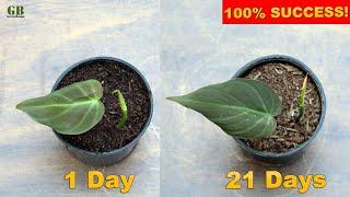 Philodendron micans propagation from cuttings | Super easy method to grow philodendron hederaceum