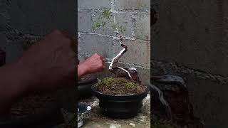 Menarik Buat Batang Bonsai sapu sapu  terlihat unik