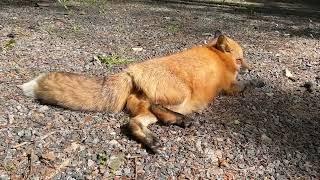 Алиса - лиса. Алиса учит всех отдыхать #животные #лиса #лисяо #animals #fox