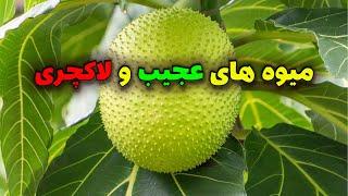 میوه های عجیب و لاکچری که شاید برایتان جالب باشد | عجیب غریب ترین میوه ها