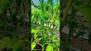 Чем пасынки отличаются от разведения ствола#садовод любитель