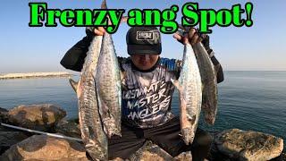 Thrilling Kingfish Frenzy Action with Palms Shoregun Evolv!