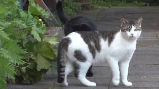 Cat is playing with the neighbour cat