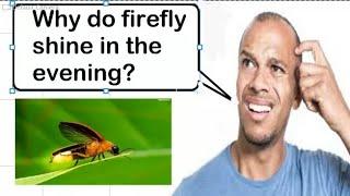 Why do firefly shine in the evening??  Awesome Facts about the world...TAF Series Episode 1